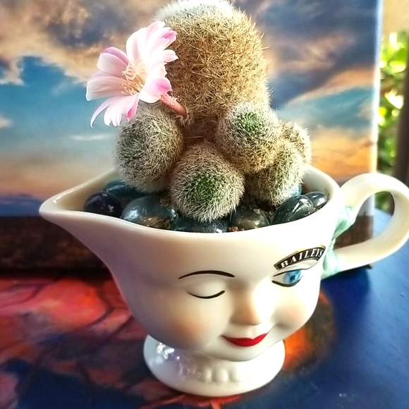 I ❤ OFFERS Thank You For Peeking In At My Closet ❤ - Picture 5 of 12